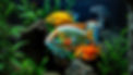 amazonas aquarium with 6 direfferent color of german ramirezi fishes.jpg