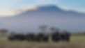 Amboseli Kilimanjaro View