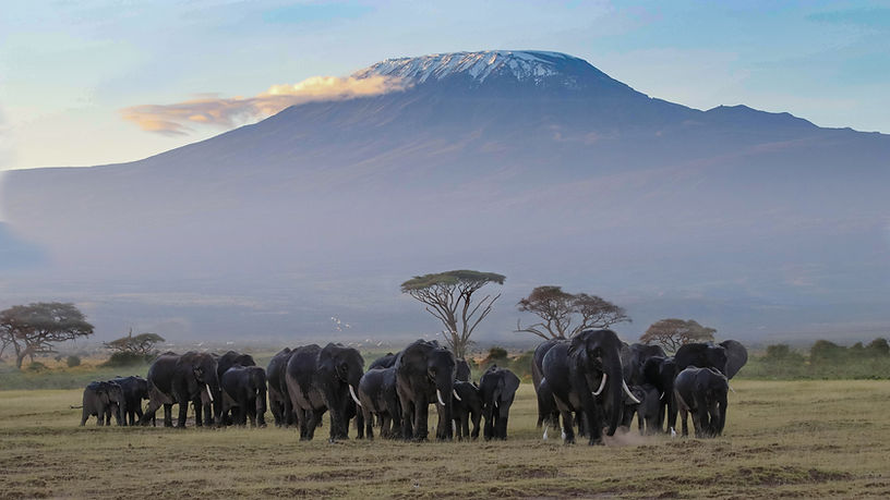 Amboseli Kilimanjaro View