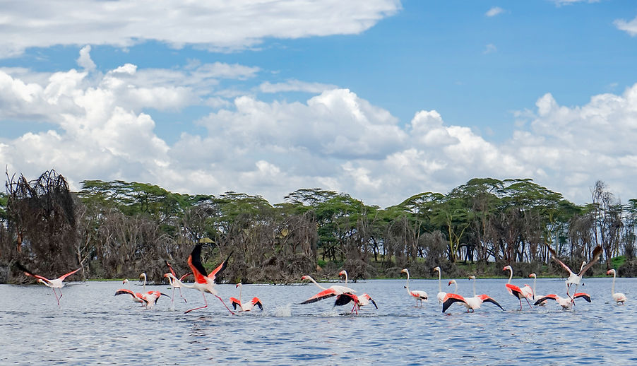 Lake Naivasha National Park.