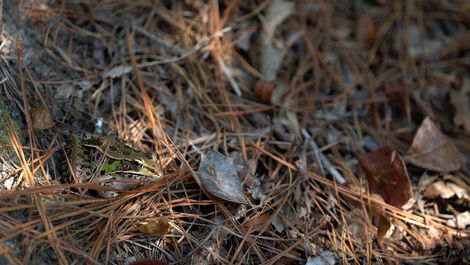 Frog Sitting In Needles .MP4.05_25_25_14.Still001_result.jpg