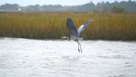 Heron Flies Away 2.MP4.09_04_03_51.Still001_result.jpg