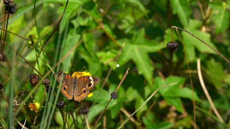 Butterfly Flapping Wings 2.MP4.02_07_46_36.Still001_result.jpg