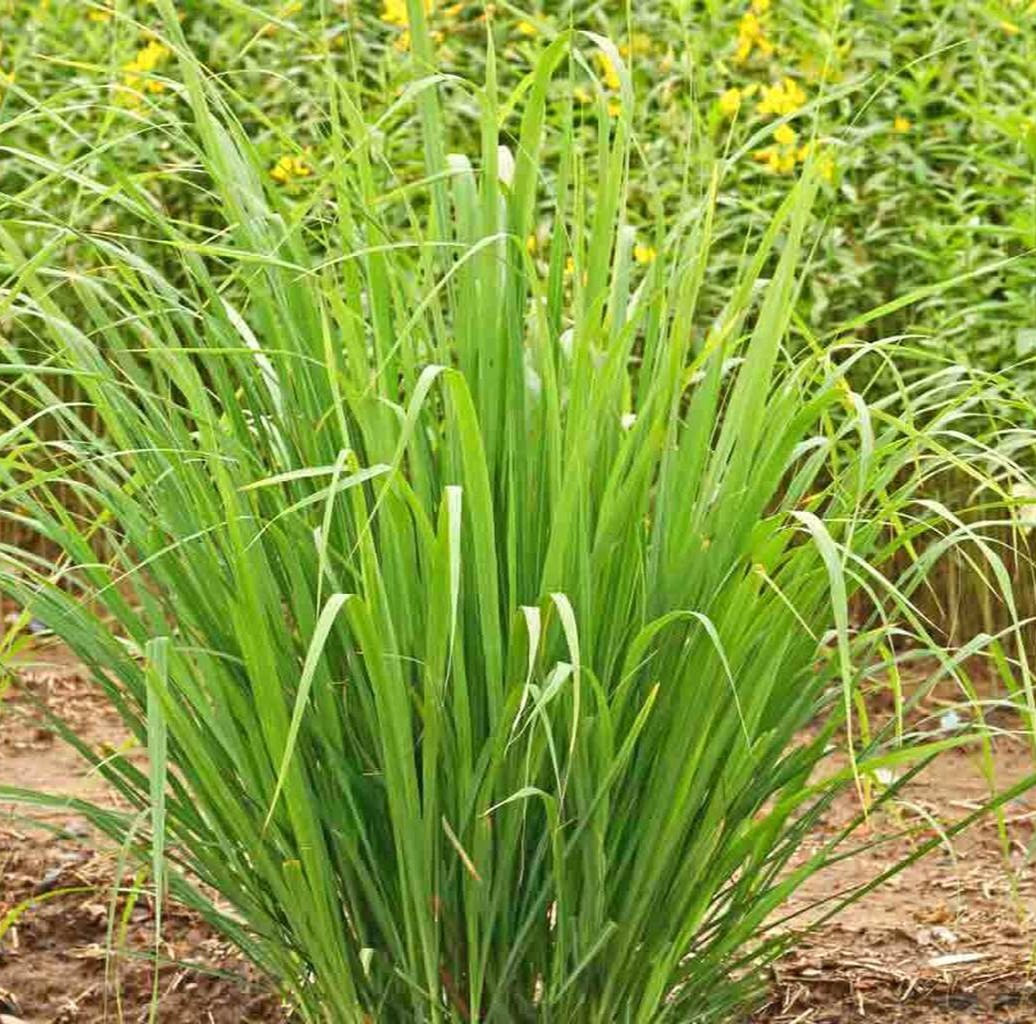 East Indian Lemongrass~ Soy Wax Melts 1.5 oz.