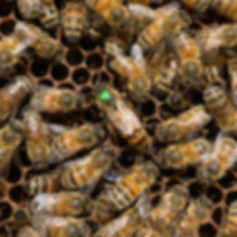 2024 queen bee on brood comb