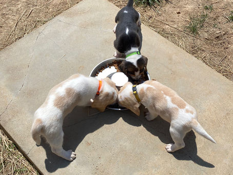 Using the doggie door!!!