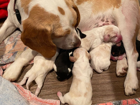 THE PUPPIES ARE HERE