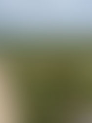 On Formal Poetry: Beauty is the Ethics