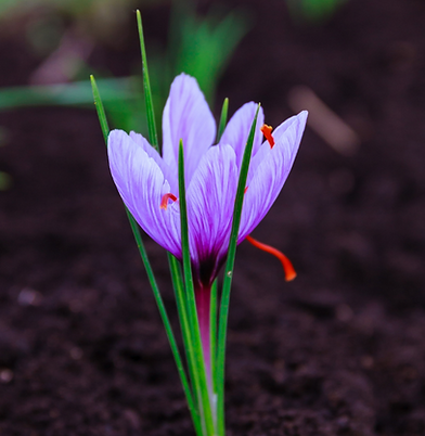 Untitled design (83).png