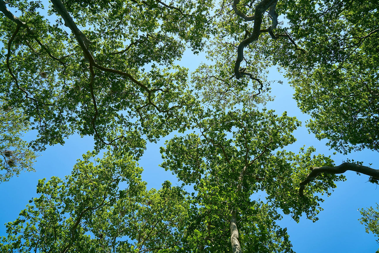 Camp Bandina Looking Up Through the Trees