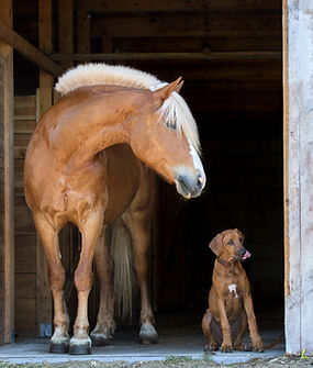 AdobeStock_159444146.jpeg