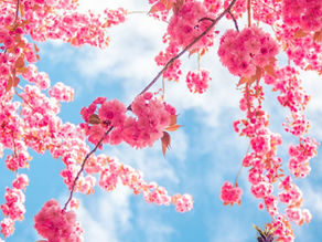 🌿 Et si le Printemps devenait aussi un élan pour votre bien-être ? 🌿