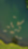 Arial view of fish swimming in landscape pond.jpg