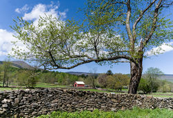 Spring FArm copy - Henry Eastwood