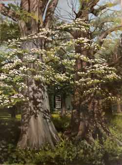 Moffat, Sarita_Specimen trees at Oatlands_edited