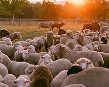 Gum Tree Farm.jpg