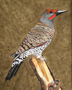 Steinhilper, Maggie_Northern Flicker_edited