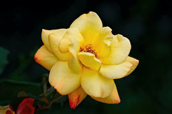Schneider, Paul-Yellow Bengal Rose
