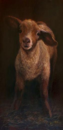 Montis-Doreen-Little Lamb- oil (002)