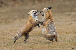 Bysshe, Stan_Mother and Daughter - Stanley Bysshe