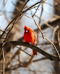 Thiele, Terry_Cardinal Wings - Teresa Thiele