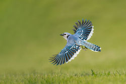 Bysshe, Stanley _Blue Jay