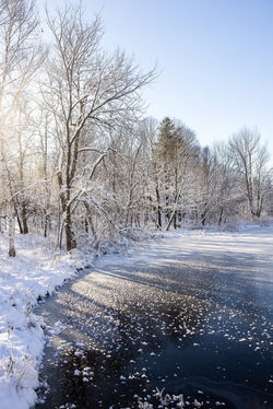 Parent, Terri. Goose Creek - Terri Parent