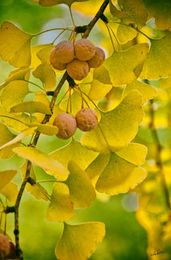 Lancaster, Roger, A Gingko Portrait - Roger Lancaster