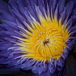 Bysshe, Stan Nova - Stanley Bysshe