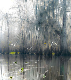Holdridge, Sherri_Taking Flight in The Bayou - Sherri Holdridge