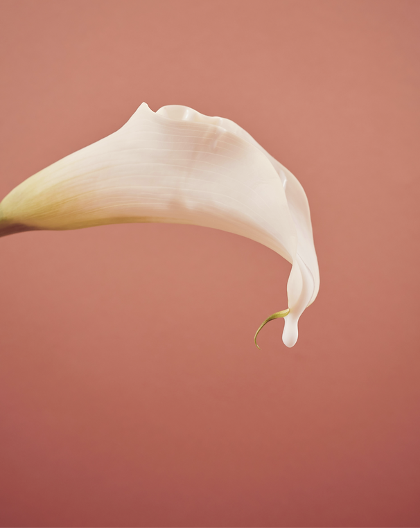 Calla Lily_Large_edited.png