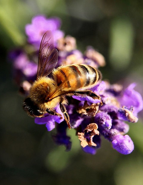 bee-1040522_960_720 (1).jpg