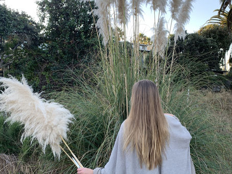 Preparing Pampas Grass for Your Home