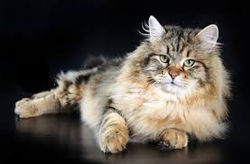 gatto 1.jpeg