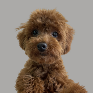 Grey Headshot (1).png
