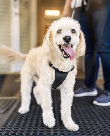 A cute, small white dog in a black harness, standing infront of an open door to a veterinary clinic, with owner holding the leash in the background,
