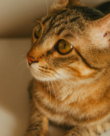 Tabby-cat laying down on sunlight with large golden eyes.