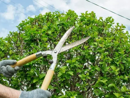 Tree Pruning Services in Columbus, Ohio: Enhance Tree Health & Aesthetics Today!"