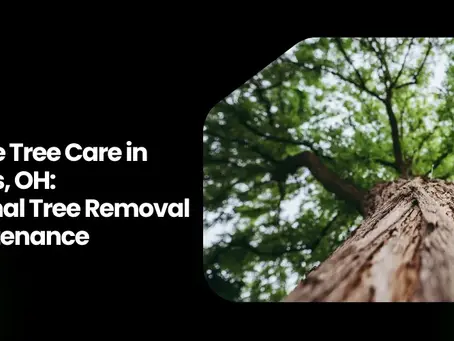 Affordable Tree Care in Columbus, OH