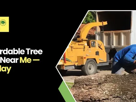 Best Affordable Tree Services Near You Dutchess County, NY – Book Today with Arborx Tree Service