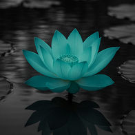 Sentei Lotus