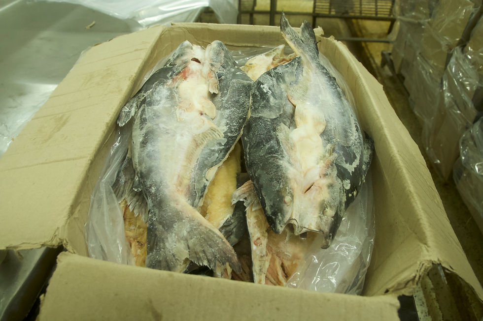 Thumbnail: Frozen Basa butterfly cut