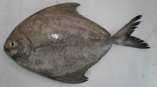 Thumbnail: Black Pomfret