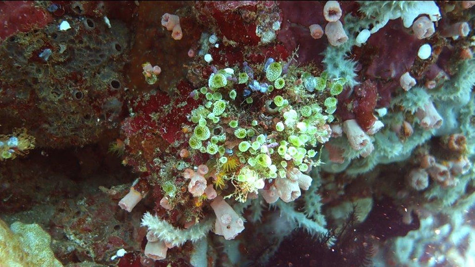 02Anilau (145)