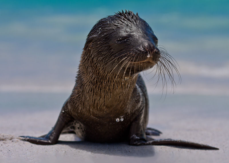 Baby Sea Lion First Swim