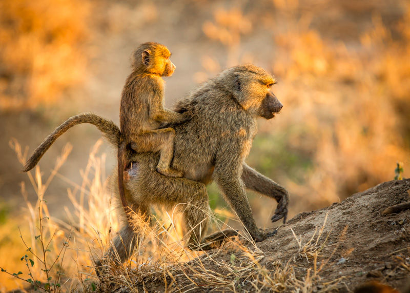 Baboon Dad Saddle