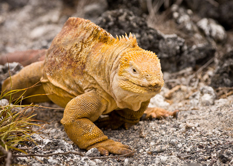 Land Iguana
