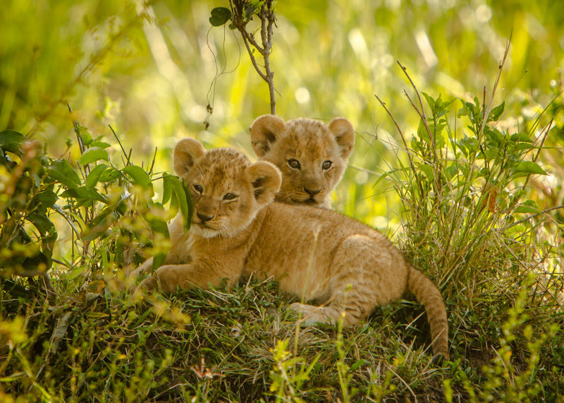 Lion Cubs Resting in the Shade
