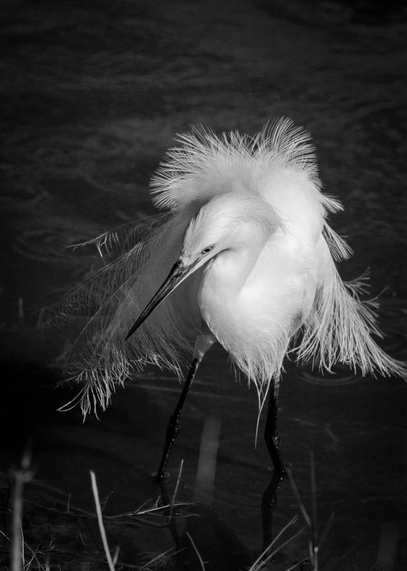 Snowy Egret in Breeding Plumage