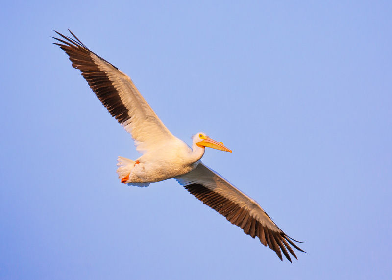 American White Pelican